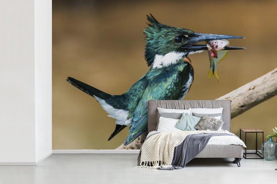 Papier peint Papier peint photo en vinyle - Martin-pêcheur en gros plan avec une proie largeur 360 cm x hauteur 240 cm - Tirage photo sur papier peint (disponible en 7 tailles)