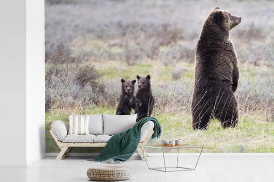 Papier peint vinyle - Un grizzli regarde autour de lui pour protéger les bébés largeur 330 cm x hauteur 220 cm - Tirage photo sur papier peint (disponible en 7 tailles)