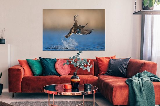 Affiche Canard - Aile - Water - 120x80 cm