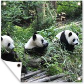 Tuinposters Panda - Natuur - Bamboe - 50x50 cm - Tuindoek - Buitenposter