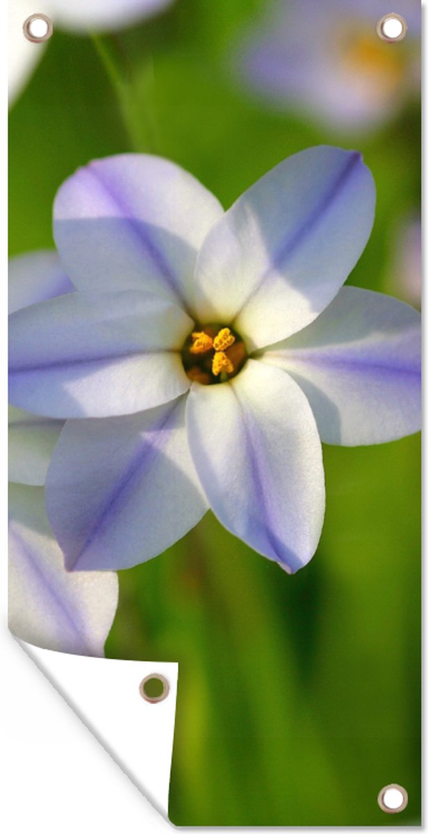 Drapeau De Jardin Marguerite Pour Printemps Et été, Bannière