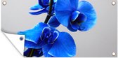 Schuttingposter Blauwe Orchidee - 200x100 cm - Tuindoek