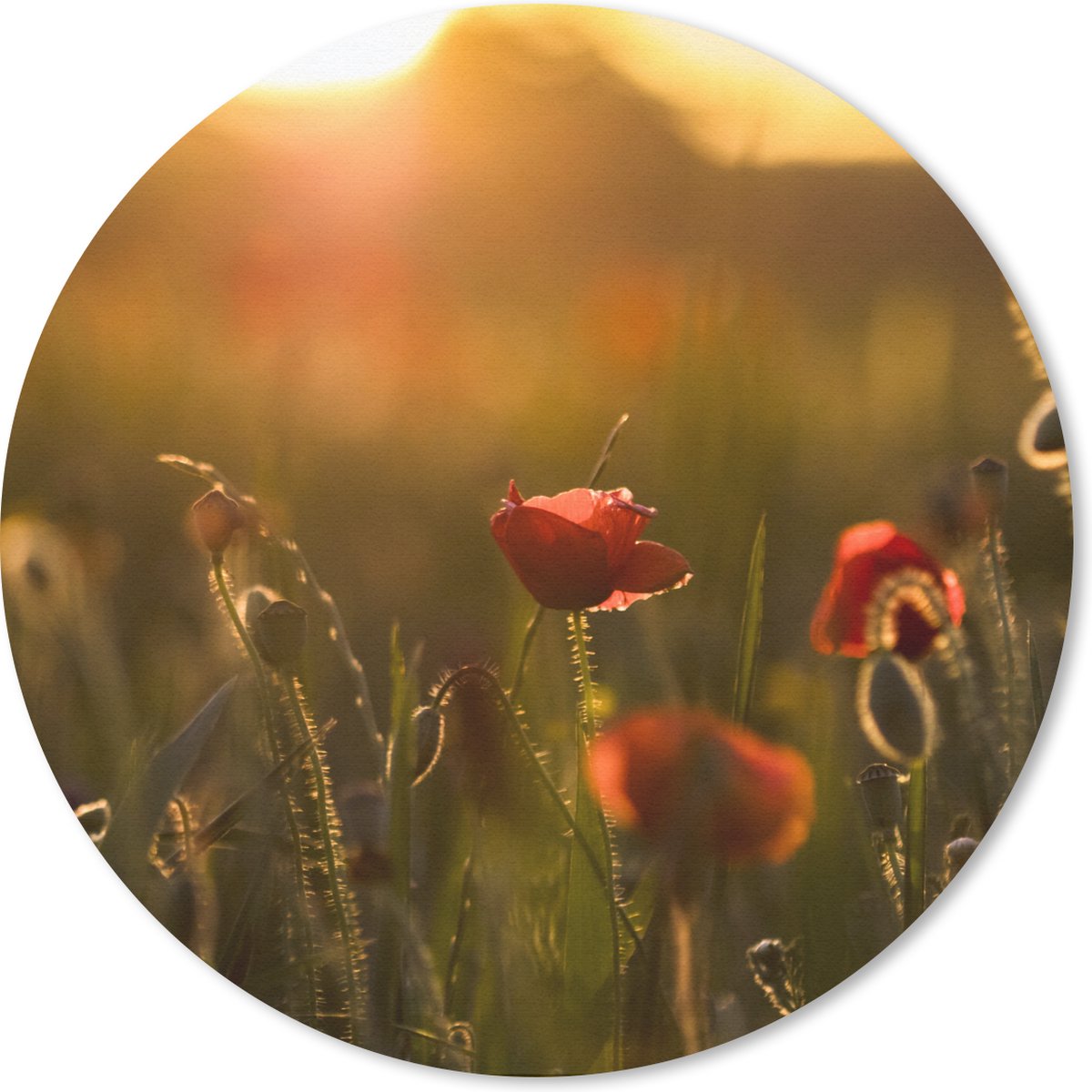 Muismat rond 30x30 cm - Mousepad Klaproos - Zonsondergang - Goud - Ronde muismatten