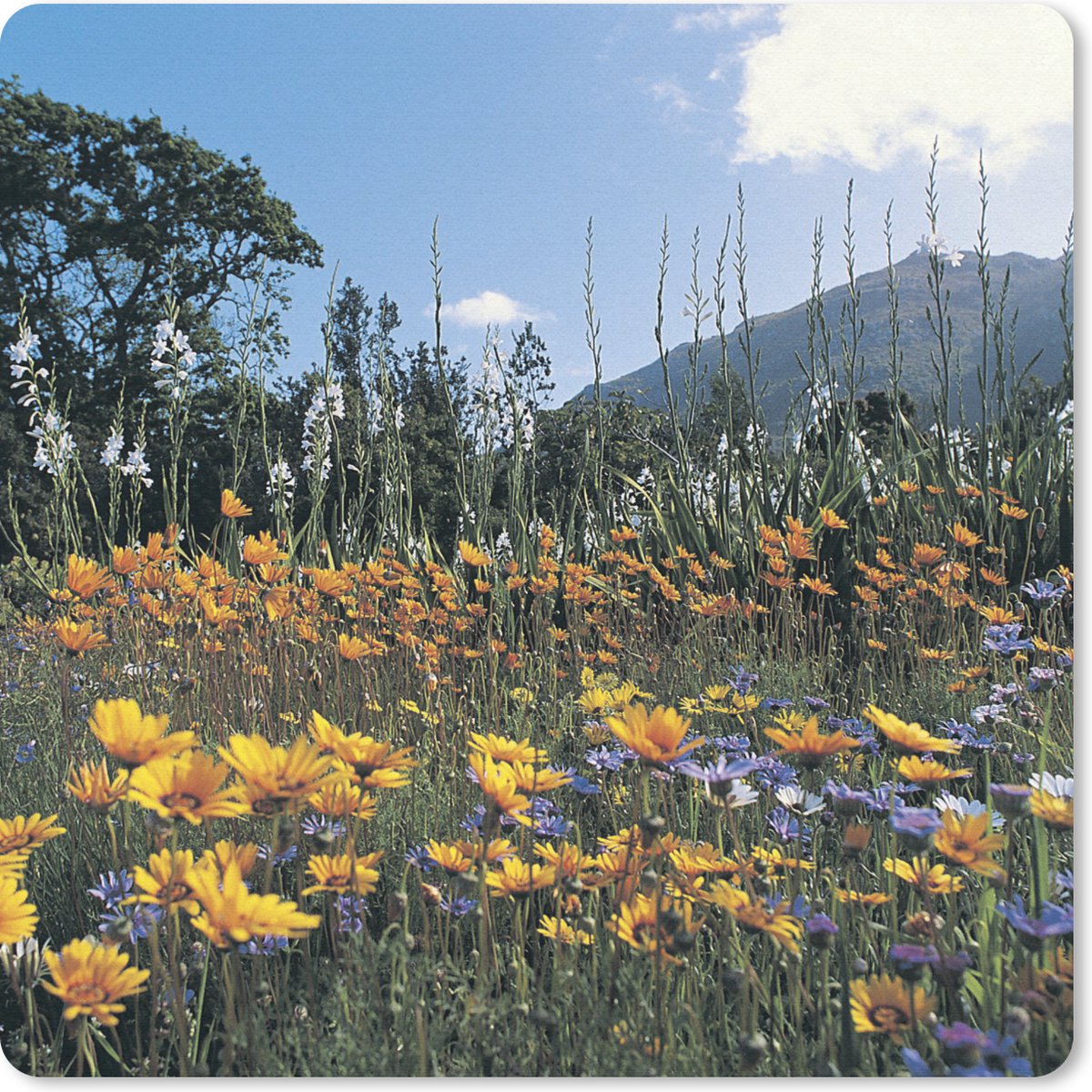 Muismat 30x30 cm - Mousepad Bloemen - Natuur - Kleur - Muismatten