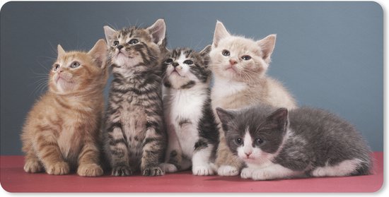 Cinq adorables chatons de différentes couleurs, assis sur un fond rose.