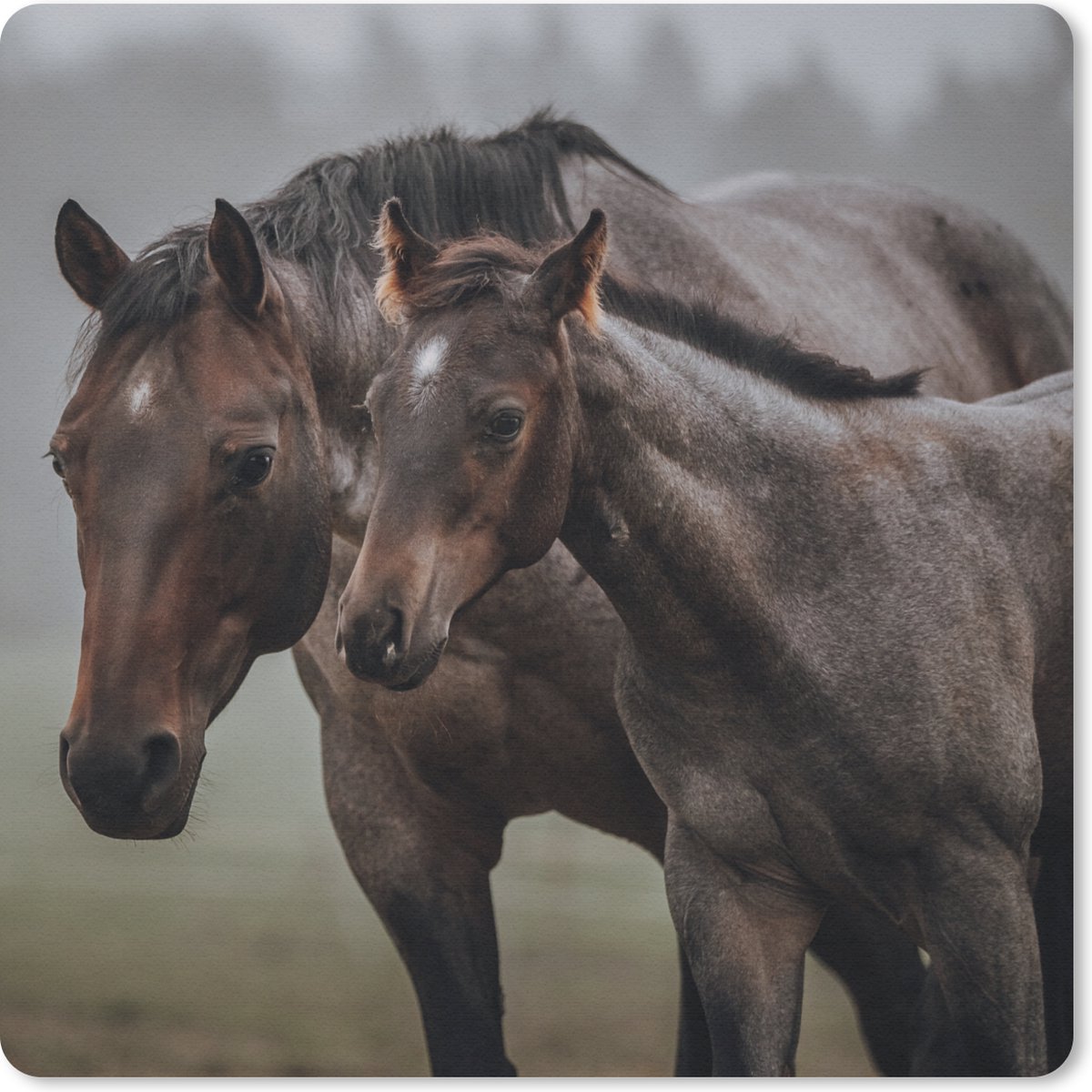 Muismat 30x30 cm - Mousepad Paarden - Mist - Landschap - Muismatten