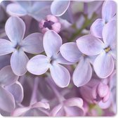 Muismat - Close up van paarse seringen bloemen - 20x20