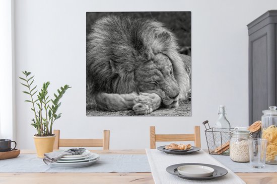 Toile de lion endormie 2cm 90x90 cm - Tirage photo sur toile (Décoration murale salon / chambre) / Peintures sur toile animaux sauvages