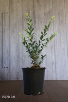 25 stuks | Japanse hulst 'Green Hedge' Pot 15-20 cm Extra kwaliteit - Kleinbladig - Wintergroen - Bloeiende plant - Compacte groei - Geschikt als hoge en lage haag