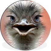 WallCircle - Wandcirkel - Muurcirkel - Close-up struisvogel - Aluminium - Dibond - ⌀ 90 cm - Binnen en Buiten