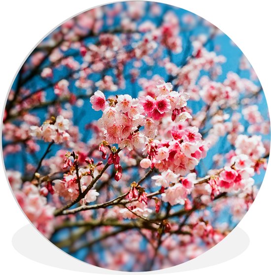 WallCircle - Wandcirkel ⌀ 30 - Lente - Sakura - Roze - Ronde schilderijen woonkamer - Wandbord rond - Muurdecoratie cirkel - Kamer decoratie binnen - Wanddecoratie muurcirkel - Woonaccessoires