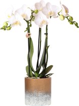 Kolibri Orchids | Witte phalaenopsis orchidee in Bronzen Flame sierpot - 40cm hoog - potmaat Ø9cm