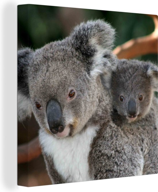 Canvas Schilderij Koala's - Vader - Zoon - Wanddecoratie