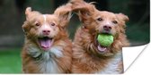 Poster Twee honden spelen met bal - 160x80 cm