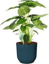 Alocasia Frydek in ELHO Vibes (blauw) – ↨ 70cm – ⌀ 22cm