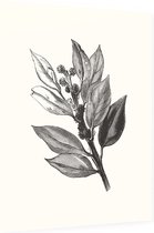Ilex Hulst zwart-wit 2 (Holly Bud) - Foto op Dibond - 60 x 80 cm