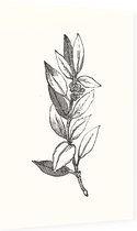 Ilex Opaca zwart-wit 2 (Holly Berries) - Foto op Dibond - 60 x 90 cm
