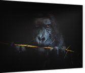 Gorilla met bamboe op zwarte achtergrond - Foto op Dibond - 40 x 30 cm