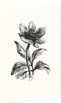 Pioenroos zwart-wit (Peony) - Foto op Dibond - 60 x 90 cm