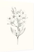 Zeepkruid zwart-wit Schets (Soapwort) - Foto op Dibond - 30 x 40 cm