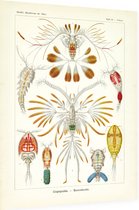 Calanus - Copepoda (Kunstformen der Natur), Ernst Haeckel - Foto op Dibond - 30 x 40 cm