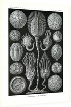 Callocystis - Cystoidea (Kunstformen der Natur), Ernst Haeckel - Foto op Dibond - 60 x 80 cm