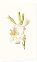 Madonnalelie (White Lily) - Foto op Dibond - 60 x 90 cm