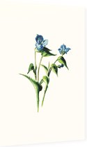Dagbloem (Commelina White) - Foto op Dibond - 60 x 90 cm