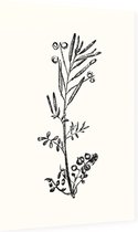 Kleine Veldkers zwart-wit (Hairy Bitter Cress) - Foto op Dibond - 40 x 60 cm