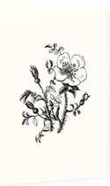 Duinroos zwart-wit (Burnet-Leaved Rose) - Foto op Dibond - 40 x 60 cm