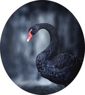 Zwarte zwaan op zwarte achtergrond - Foto op Dibond - ⌀ 80 cm