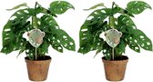 FloriaFor - Duo Monstera Obliqua ‘Monkey Leaf’ - - ↨ 25cm - ⌀ 12cm