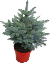 FloriaFor - Picea Pungens Super Blue - - ↨ 85cm - ⌀ 28cm