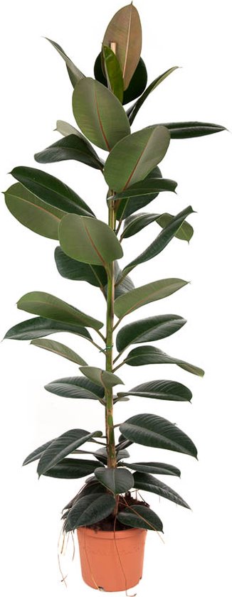 Kamerplant Van Botanicly Rubberboom Hoogte 150 Cm Ficus Elastica Robusta 