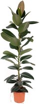 Kamerplant van Botanicly – Rubberboom – Hoogte: 150 cm – Ficus Elastica Robusta