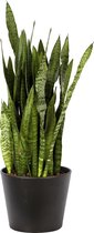 Plant in hydrocultuur systeem van Botanicly: Vrouwentongen met weinig onderhoud – Hoogte: 85 cm – Sansevieria trif. Ceylanica