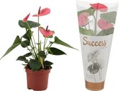 Bloem van Botanicly – Flamingoplant – Hoogte: 25 cm – Anthurium Andreanum Sweet Dream