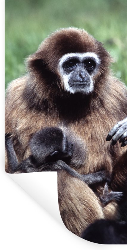 Stickers muraux - Singe - Plantes - Jeune - 60x120 cm - Feuille adhésive