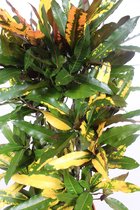 Kamerplant van Botanicly – Croton – Hoogte: 150 cm – Codiaeum variegatum Mango