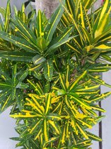 Kamerplant van Botanicly – Croton – Hoogte: 140 cm – Codiaeum variegatum Yellow Banana