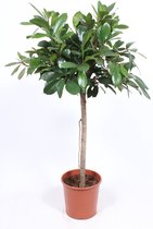 Kamerplant van Botanicly – Afrikaanse vijgenboom – Hoogte: 150 cm – Ficus Cyathistipula