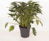 Kamerplant van Botanicly – Philodendron Xanadu – Hoogte: 70 cm