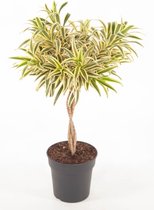 Kamerplant van Botanicly – Drakenboom – Hoogte: 80 cm – Dracaena reflexa Song of India