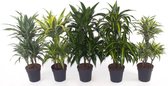 Kamerplanten van Botanicly – 5 × verschillende drakenbomen – Hoogte: 100 cm – Dracaena deremensis mix