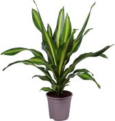 Kamerplant van Botanicly – Drakenboom – Hoogte: 85 cm – Dracaena Burley