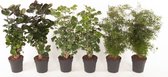 Kamerplanten van Botanicly – 6 × Polyscias Fabian – Hoogte: 70 cm