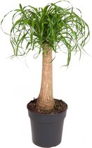 Kamerplant van Botanicly – Olifantenpoot – Hoogte: 95 cm – Beaucarnea recurvata