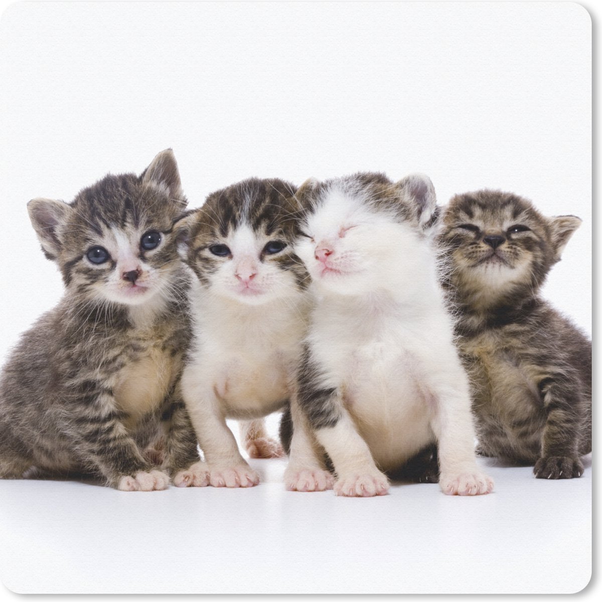 Muismat 20x20 cm - Mousepad Kat - Huisdieren - Vacht - Portret - Muismatten