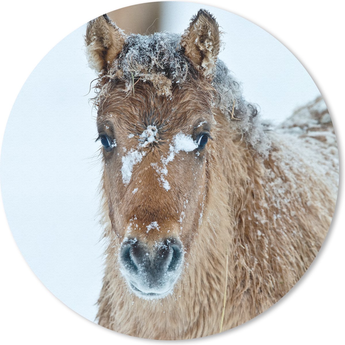 Muismat - Mousepad - Rond - Jong fjord paard bedekt met sneeuw - 40x40 cm - Ronde muismat
