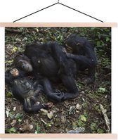 Porte-affiche avec affiche - Affiche scolaire - Singes - Dormir - Forêt - 60x60 cm - lattes vierges